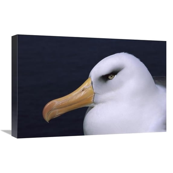 16 x 24 in. Campbell Albatross Portrait, Campbell Island, New Zealand Art Print - Tui De Roy