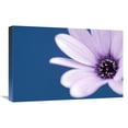 thumbnail image 1 of 16 x 24 in. Cape Marguerite Daisy Art Print - Marcel Van Kammen, 1 of 1