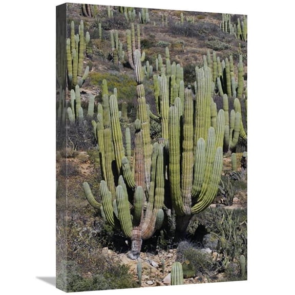 16 x 24 in. Cardon Cacti, Santa Catalina Island, Sea of Cortez, Mexico Art Print - Hiroya Minakuchi