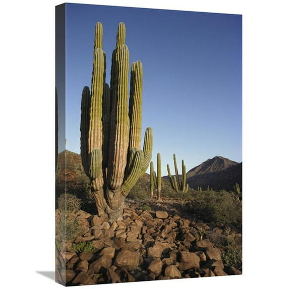 16 x 24 in. Cardon Cacti in Dry Arroyo, Sea of Cortez, Baja California, Mexico Art Print - Tui De Roy