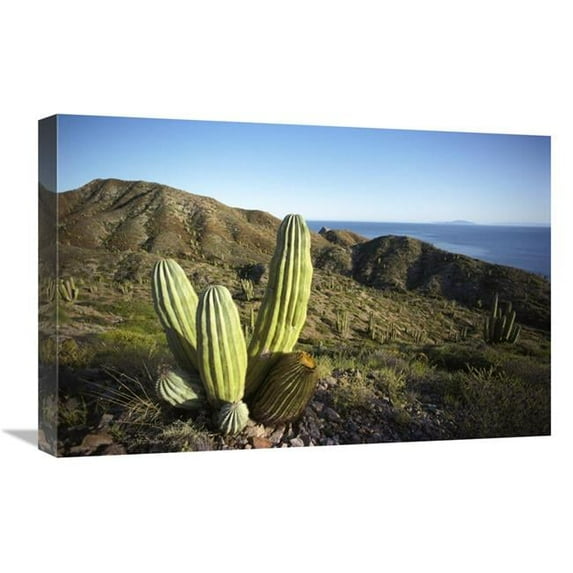 16 x 24 in. Cardon Cactus in Dry Arroyo, Sea of Cortez, Baja California, Mexico Art Print - Tui De Roy