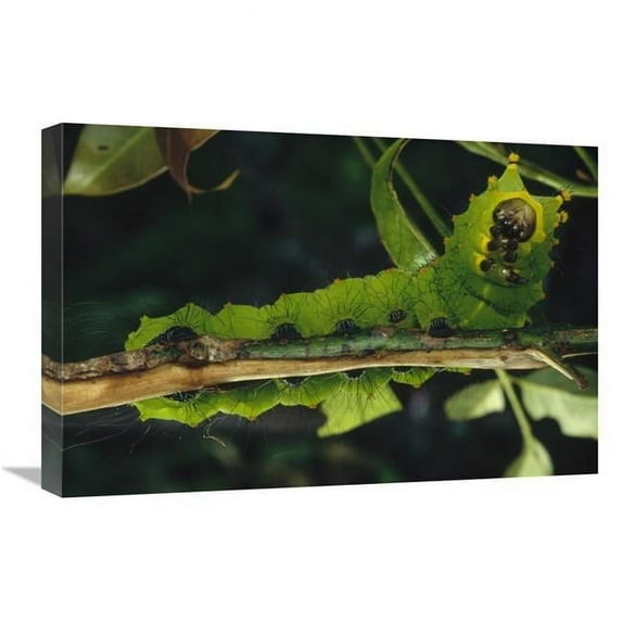 16 x 24 in. Caterpillar on Branch, Tam Dao National Park, VIetnam Art Print - Mark Moffett