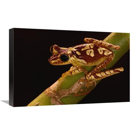 16 x 24 in. Chachi Tree Frog Adult, Choco Rainforest, Ecuador Art Print - Pete Oxford