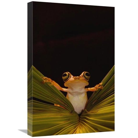 16 x 24 in. Chachi Tree Frog, Choco Rainforest, Ecuador Art Print - Pete Oxford