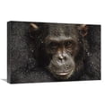 thumbnail image 1 of 16 x 24 in. Chimpanzee Called Frodo in the Rain, Gombe Stream National Park, Tanzania Art Print - Gerry Ellis, 1 of 1
