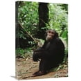 thumbnail image 1 of 16 x 24 in. Chimpanzee on Forest Floor, Gombe Stream National Park, Tanzania Art Print - Gerry Ellis, 1 of 1