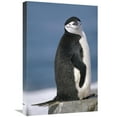 thumbnail image 1 of 16 x 24 in. Chinstrap Penguin, Half Moon Island, South Shetland Islands, Antarctica Art Print - Tui De Roy, 1 of 1