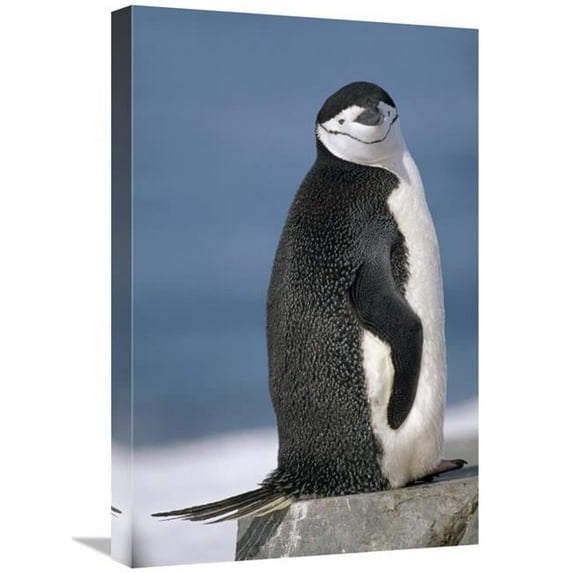 16 x 24 in. Chinstrap Penguin, Half Moon Island, South Shetland Islands, Antarctica Art Print - Tui De Roy