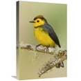 thumbnail image 1 of 16 x 24 in. Collared Redstart, Costa Rica Art Print - Steve Gettle, 1 of 1