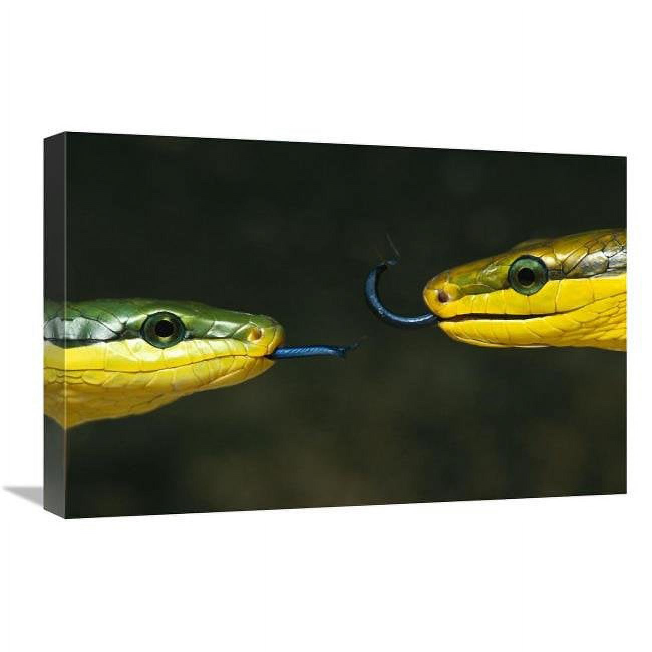 16 x 24 in. Colubrid Snake Two Making Initial Contact, Using Tongue to ...