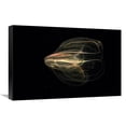 thumbnail image 1 of 16 x 24 in. Comb Jelly Exhibiting Bioluminescence Art Print - Hiroya Minakuchi, 1 of 1