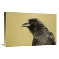 thumbnail image 1 of 16 x 24 in. Common Raven Portrait, Green Valley, Arizona Art Print - Tom Vezo, 1 of 1