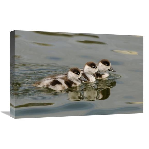 16 x 24 in. Common Shelduck Three Ducklings, Swimming Together, Slimbridge, Gloucestershire, England Art Print - Malcolm Schuyl