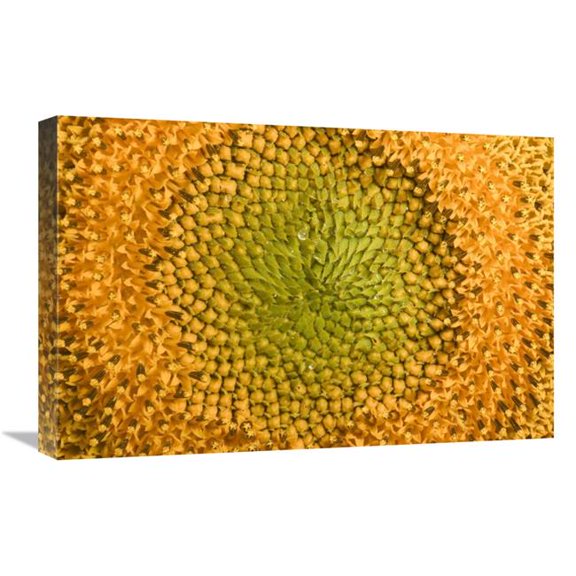 16 x 24 in. Common Sunflower Close Up Showing Anthers Covered with Pollen, Bourgogne, France Art Print - Cyril Ruoso