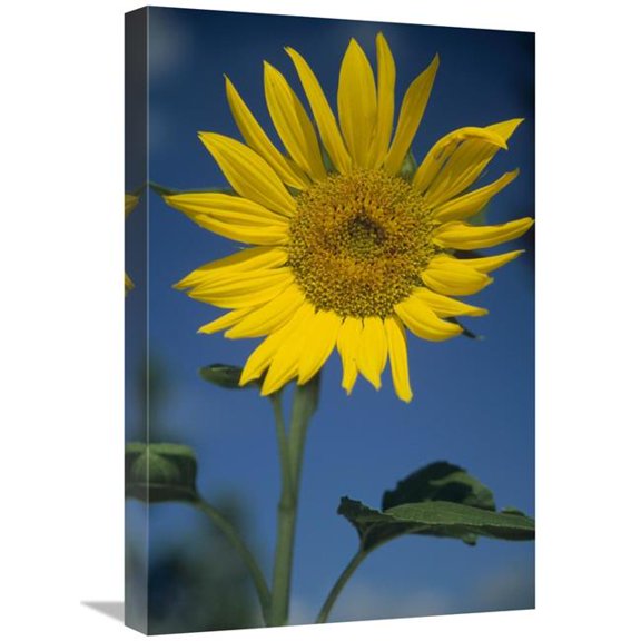16 x 24 in. Common Sunflower Flower, New Mexico Art Print - Tim Fitzharris