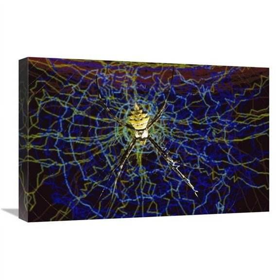 16 x 24 in. Computer Simulation of A Spider Spinning Its Web, Denmark Art Print - Heidi And Hans-Juergen Koch