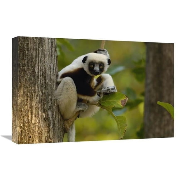 16 x 24 in. Coquerels Sifaka Western Deciduous Forest, Madagascar Art Print - Pete Oxford