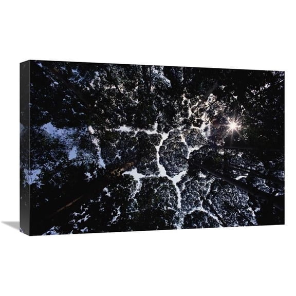 16 x 24 in. Crown Shyness, Selangor, Peninsular Malaysia Art Print - Mark Moffett