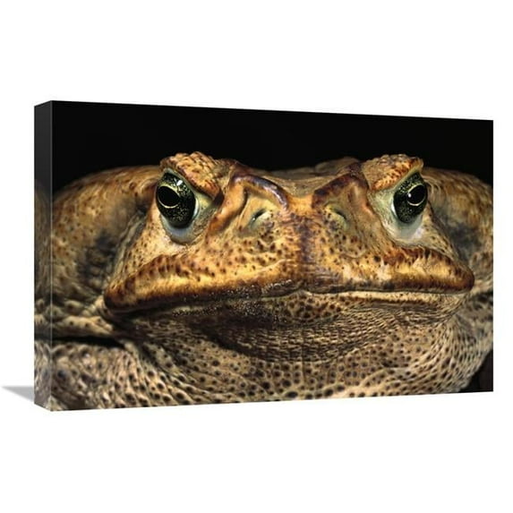 16 x 24 in. Cururu Toad Close-Up of Face, Cerrado, Piaui State, Brazil Art Print - Pete Oxford