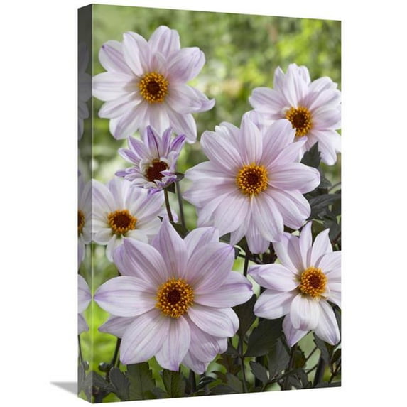 16 x 24 in. Dahlia Bishop of Leicester Variety Flowers Art Print - Visionspictures