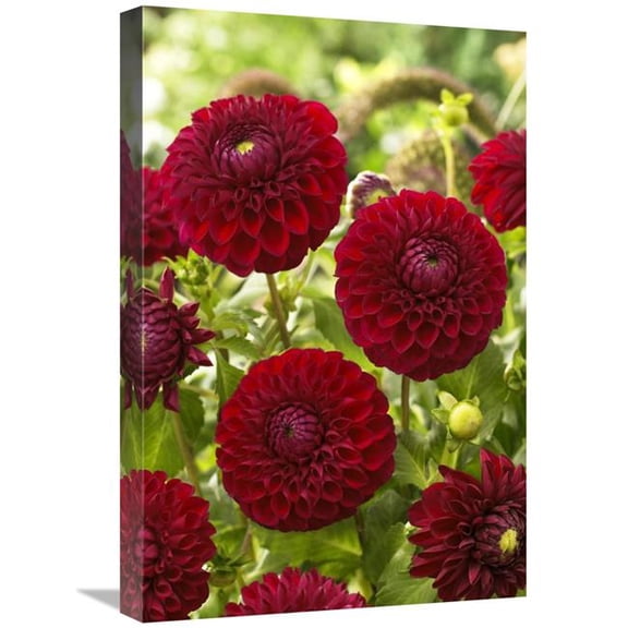 16 x 24 in. Dahlia Boom Boom Red Variety Flowers Art Print - Visionspictures
