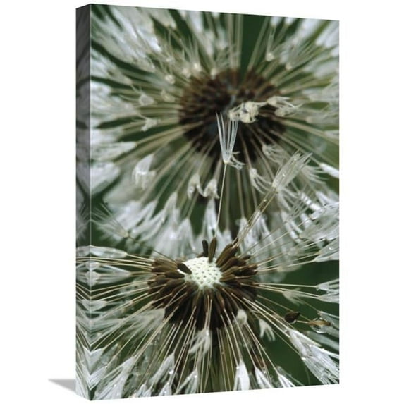 16 x 24 in. Dandelion Seed Head, North America Art Print - Gerry Ellis