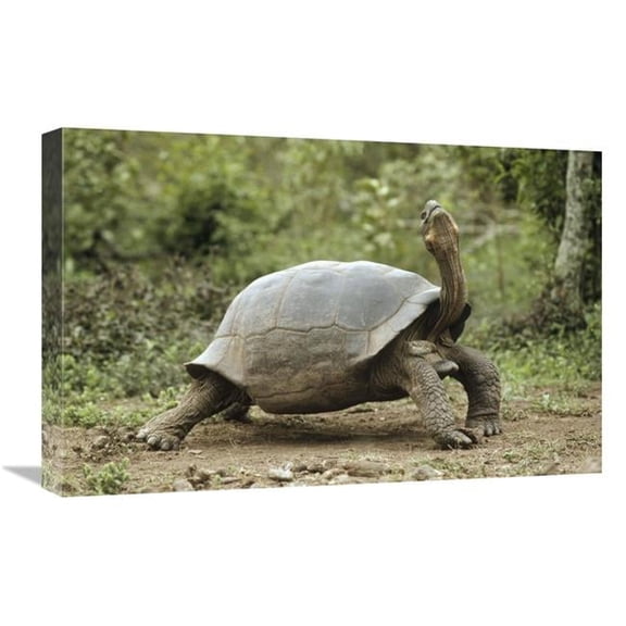16 x 24 in. Darwins Finch & Volcan Alcedo Giant Tortoise, Galapagos Islands Art Print - Tui De Roy