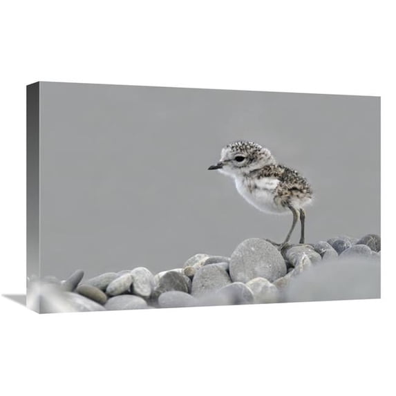 16 x 24 in. Double-Banded Plover Newly Hatched Chick, Lake Ellesmere, New Zealand Art Print - Jonathan Harrod