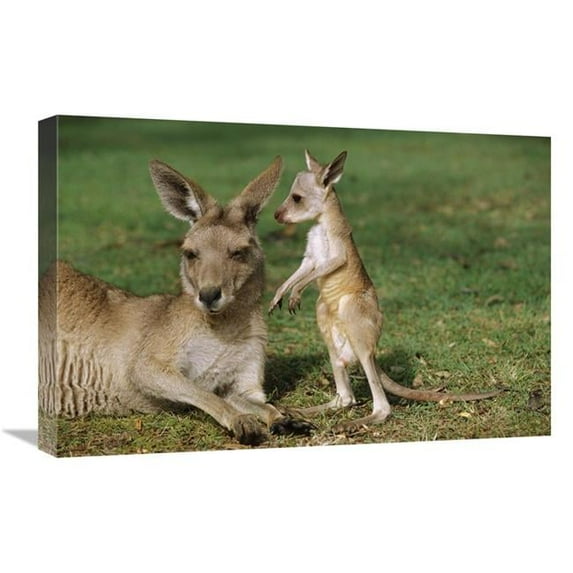 16 x 24 in. Eastern Grey Kangaroo Mother with Joey, Australia Art Print - Cyril Ruoso