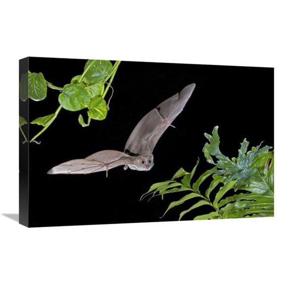 16 x 24 in. Egyptian Fruit Bat Flying, Michigan Art Print - Steve Gettle