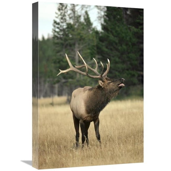 16 x 24 in. Elk Male Bugling During Rut,Autumn, Yellowstone National Park, Wyoming Art Print - Michael Quinton