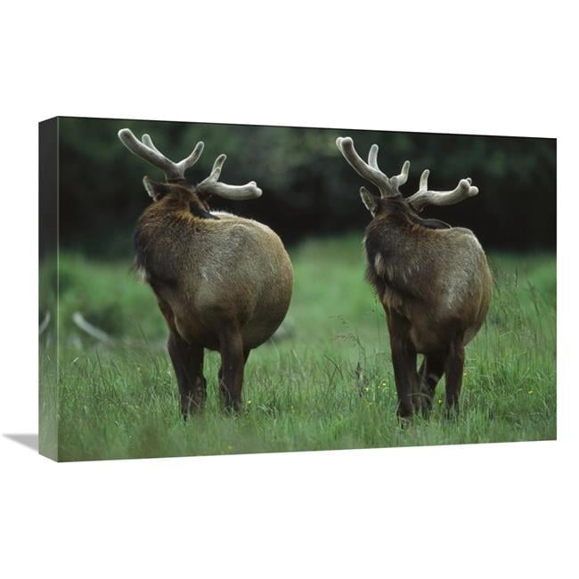 16 x 24 in. Elk Pair Looking Behind Them, Redwood National Park ...