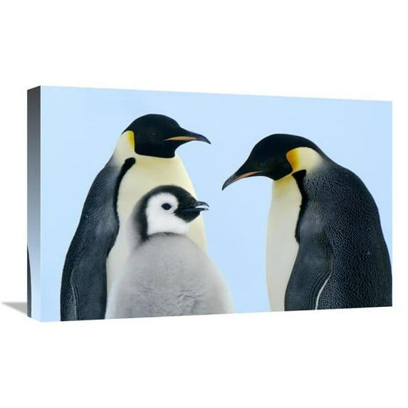 16 x 24 in. Emperor Penguin Family, Weddell Sea, Antarctica Art Print - Jan Vermeer