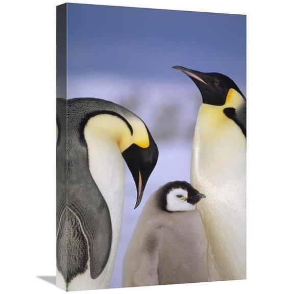 16 x 24 in. Emperor Penguin Pair with Chick, Atka Bay, Princess Martha Coast, Weddell Sea, Antarctica Art Print - Tui De Roy