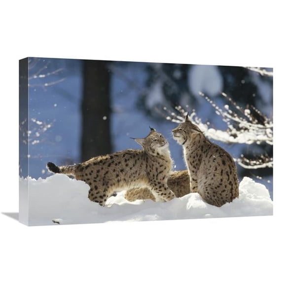 16 x 24 in. Eurasian Lynx Pair, Bayerischer Wald National Park, Germany Art Print - Konrad Wothe