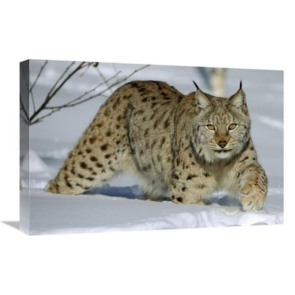 16 x 24 in. Eurasian Lynx in Snow, Flatanger, Norway Art Print - Willi Rolfes