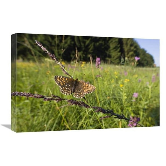16 x 24 in. False Heath Fritillary in Blooming Meadow, Bavaria, Germany Art Print - Konrad Wothe