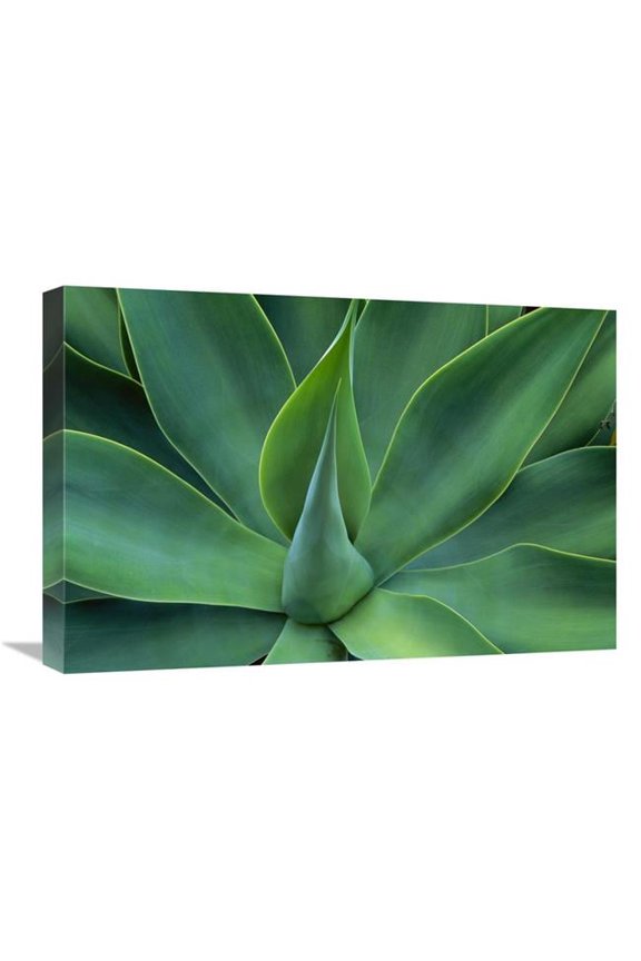 16 x 24 in. Fox Tail Agave Leaves Close Up, Succulent, Native to the Mountains of Central Mexico Art Print - Jean-Paul Ferrero