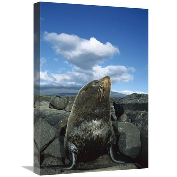16 x 24 in. Galapagos Fur Seal Bull Seal, Fernandina Island, Galapagos Islands, Ecuador Art Print - Tui De Roy