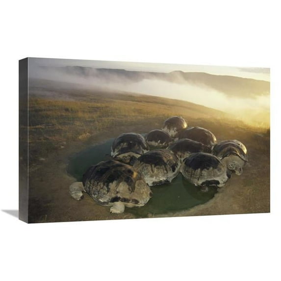 16 x 24 in. Galapagos Giant Tortoise in Wallow on Caldera Rim, Alcedo Volcano, Galapagos Art Print - Tui De Roy