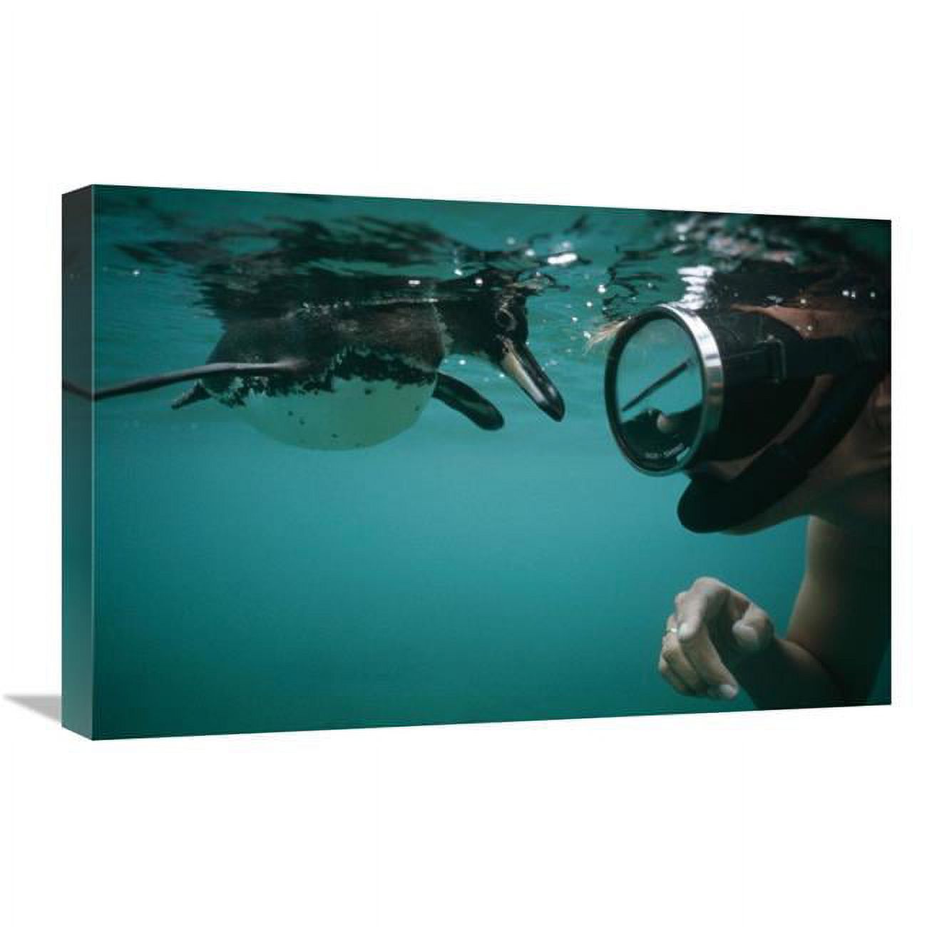 16 x 24 in. Galapagos Penguin Playing with Snorkeler, Galapagos Islands