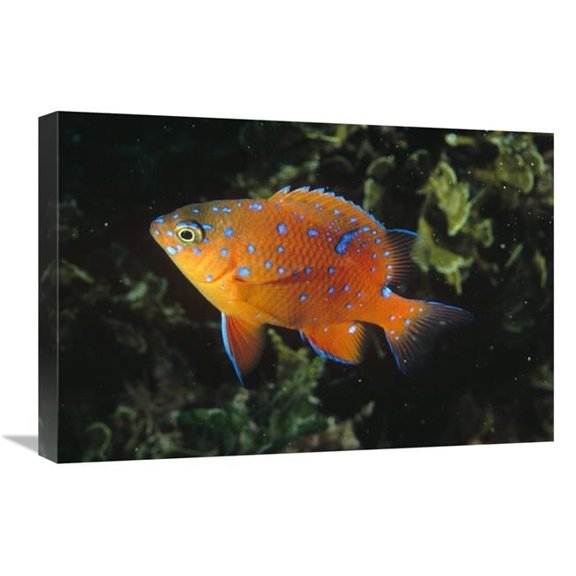 16 x 24 in. Garibaldi Juvenile, California Art Print - Flip Nicklin