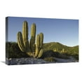 thumbnail image 1 of 16 x 24 in. Giant Cardon Cactus Santa Catalina Island, Sea of Cortez, Baja California, Mexico Art Print - Tui De Roy, 1 of 1