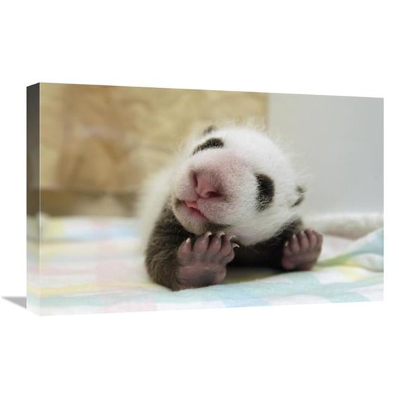 16 x 24 in. Giant Panda Baby Stretching, Wolong Nature Reserve, China Art Print - Katherine Feng