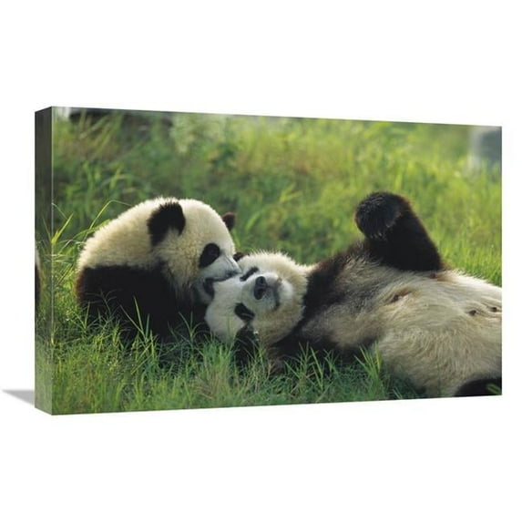 16 x 24 in. Giant Panda Female & Year Old Cub Playing, Chengdu Panda Breeding Research Center, China Art Print - Cyril Ruoso