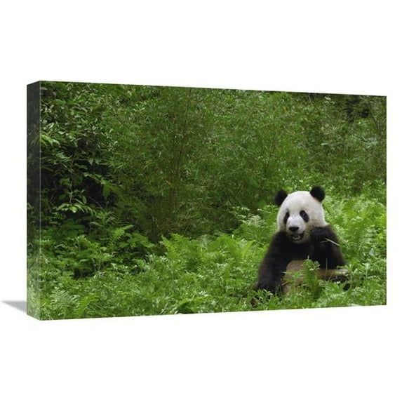 16 x 24 in. Giant Panda Near Bamboo Grove, Wolong Reserve, Sichuan Province Art Print - Pete Oxford