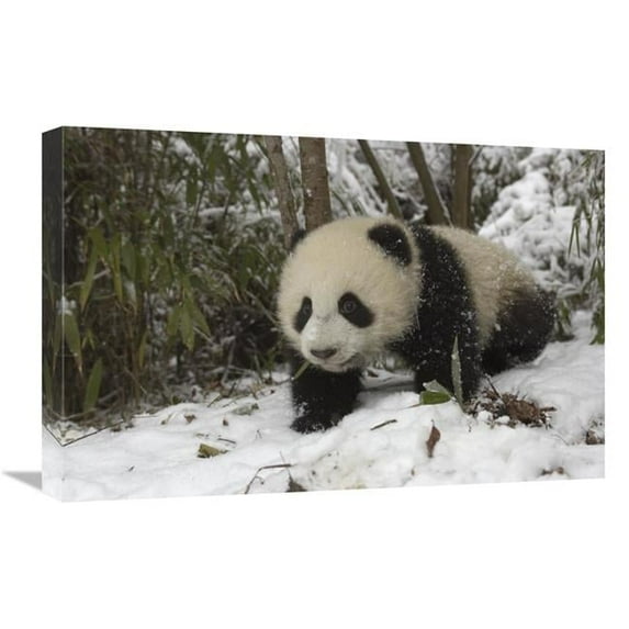 16 x 24 in. Giant Panda Six Month Old Cub in Snow, Wolong Nature Reserve, China Art Print - Katherine Feng
