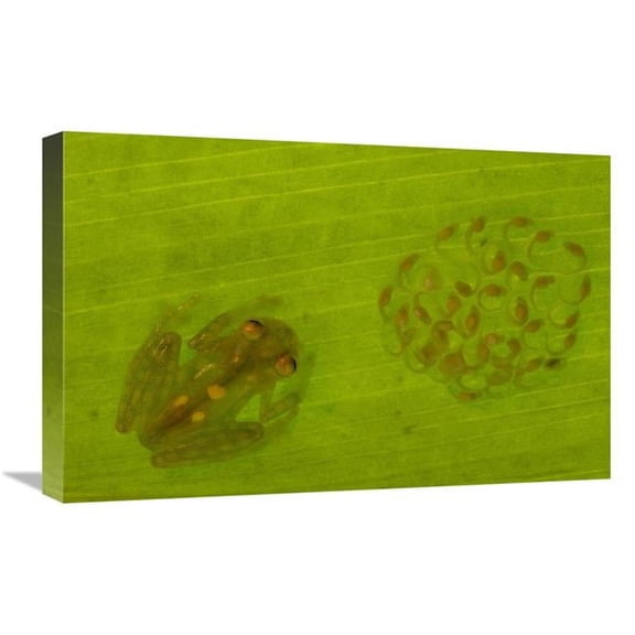 16 x 24 in. Glass Frog with Egg-Clutch & Tadpoles Under Leaf, Choco Rainforest, Ecuador Art Print - Pete Oxford