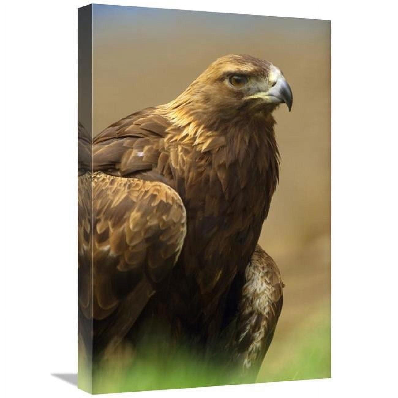 16 x 24 in. Golden Eagle Portrait, North America Art Print - Tim ...