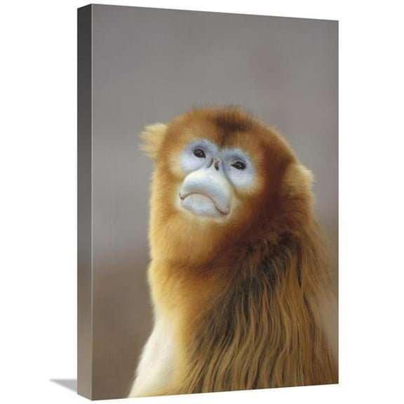 16 x 24 in. Golden Snub-Nosed Monkey, Wildlife Safari Park, Beijing, China Art Print - Konrad Wothe